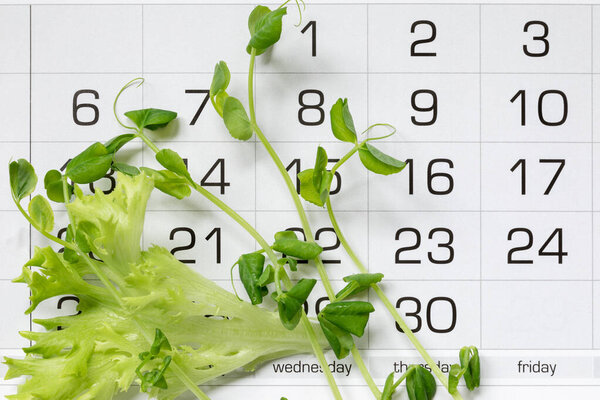 Micro-greens peas and fresh lettuce leaf on the calendar. The concept of starting a diet, weight loss, healthy eating