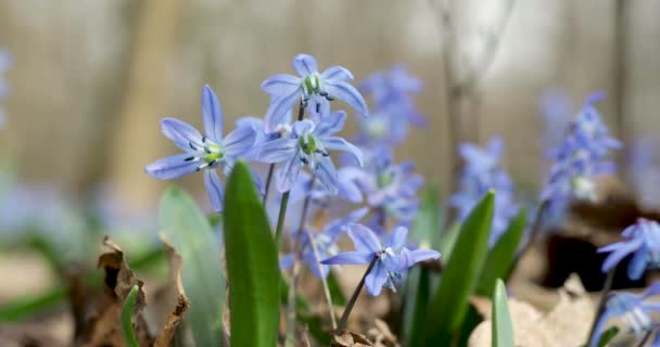 Les premières fleurs de printemps Scilla siberica oscillant dans le vent. Réveil de la nature après l'hiver. Vue d'en bas — Video