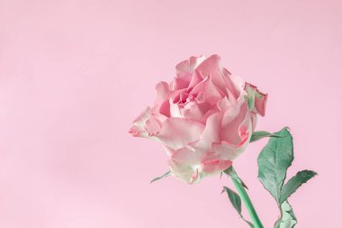 Pembe arka planda güzel, taze bir gül. Üst Manzara. Boşluğu kopyala