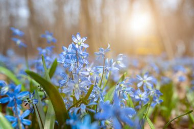 İlkbahar. İlk bahar çiçekleri Scilla Siberica hala gri ormanın arka planında duruyor