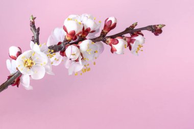 Pembe arka planda bir şeftali ağacının çiçek açan dalı. Kapatın. Boşluğu kopyala