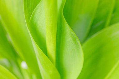 Doğadaki güzel yaprak dokusu. Çevre bilimi, temizlik ve tazelik temasını tasarlamak için doğal yeşil arka plan. Bulanık.