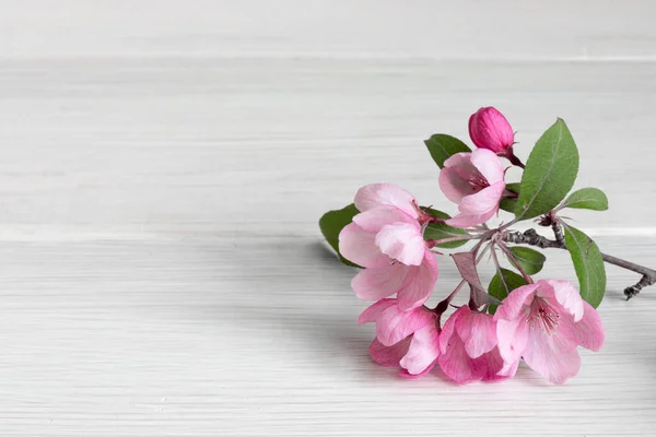 Branch Blossoming Apple Tree Wooden Table Copy Space — Stock Photo, Image