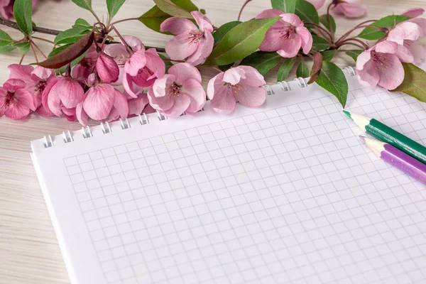 Pink Branch Blooming Apple Tree Clean Notebook Notes Colored Pencils — Stock Photo, Image