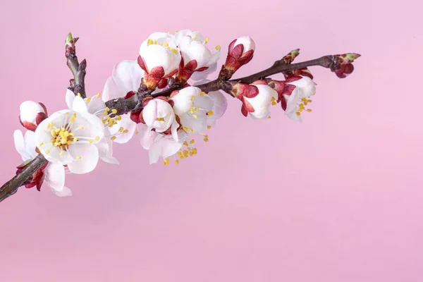 粉色背景上的桃树开花的枝条 靠近点复制空间 免版税图库照片