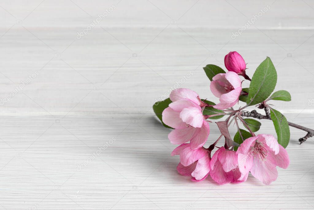 Branch of a blossoming apple tree on a wooden table. Copy space