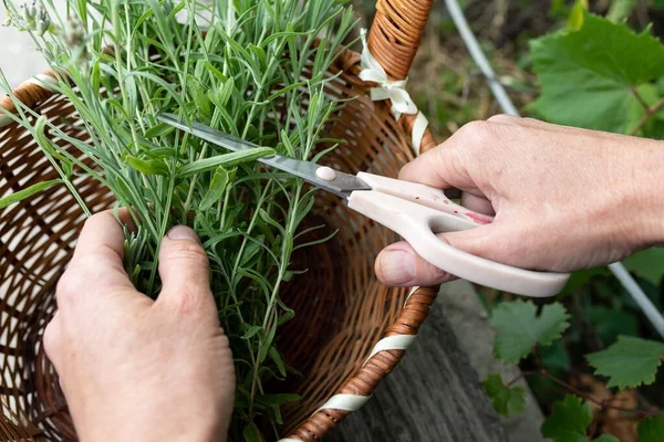 Women Hands Scissors Collect Lavender Stalks Wicker Basket Harvesting Traditional — Stock Photo, Image