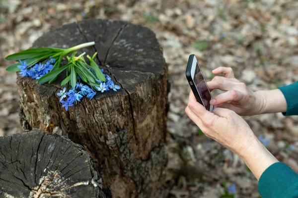 Hands Holding Phone Taking Photo First Spring Flowers Scilla Siberica — Stock Photo, Image