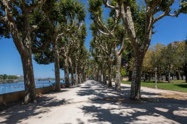 Portekiz, Coimbra 'da Mondego' nun nehir kenarındaki dev uçak ağaçlarının geçidi.