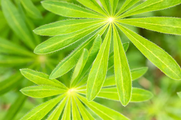 Bright Light Foliage Lupines Beautiful Green Patterned Leaves Herbaceous Plants — Stock Photo, Image