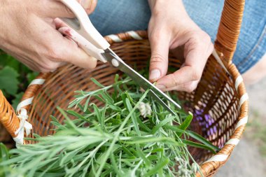 Makasla kadın eli sepette lavanta sapı toplar. Hasat, geleneksel tıp konsepti.