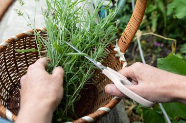 Makasla kadın eli sepette lavanta sapı toplar. Hasat, geleneksel tıp konsepti.