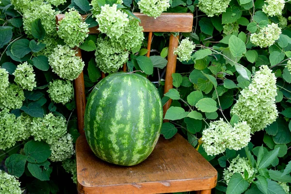 Ripe Whole Watermelon Old Chair Lush Bush Green Hydrangea Composition — Stock Photo, Image