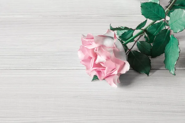 Beautiful Fresh Blooming Rose Light Wooden Background Top View Copy — Stock Photo, Image