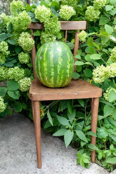 Ripe Whole Watermelon Chair Lush Bush Green Hydrangea Composition Blog — Stock Photo, Image