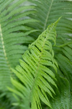 Yeşil yeşil eğreltiotu yapraklarından yeşil doğal arkaplan bir parkta ya da bahçede yetişiyor. Süslü bir bahçe bitkisinin yakın çekimi. Dikey.