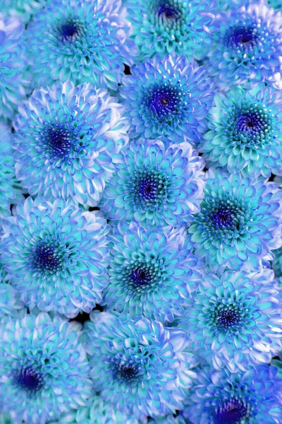 Blue Chrysanthemum Flowers Background Flower Composition Vertical — Stock Photo, Image