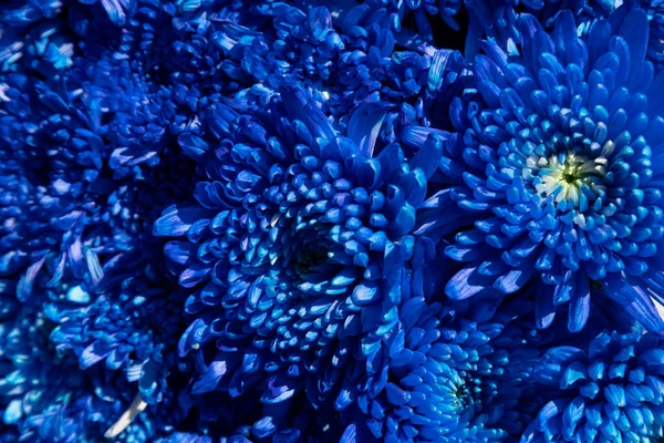 花的背景是深蓝色蓬松的菊花 花卉组成 免版税图库照片