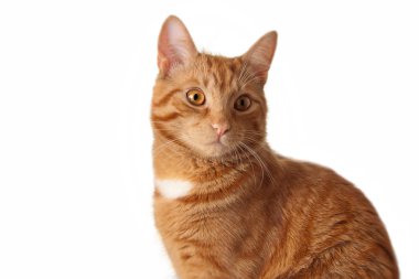 zencefil kedi