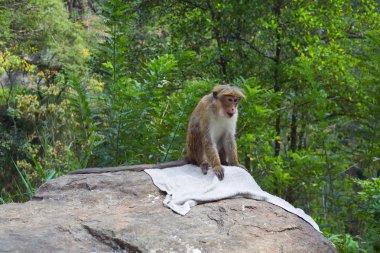 maymun, sri lanka