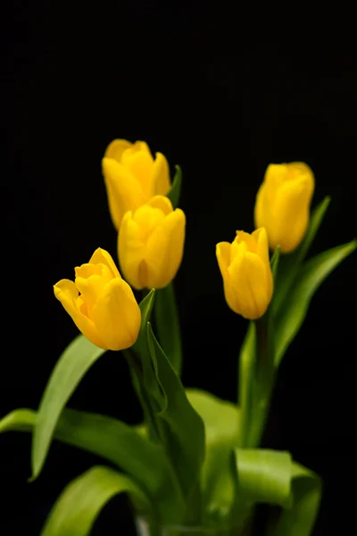Tulipány Royalty Free Stock Obrázky