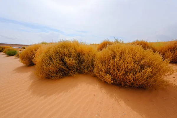 Plage Sable Plantes Salamandre Sur Plage Belle Saison Automne Fond — Photo