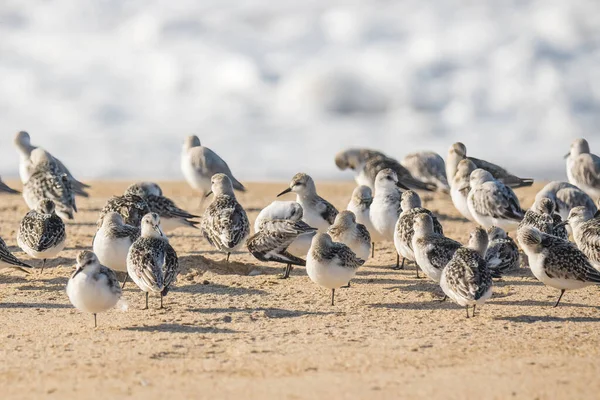 Schneeregenpfeifer Ein Kleiner Strandläufer Strand Vogelschwarm Aus Nächster Nähe Und — Stockfoto