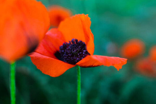 Red poppy flowers in the garden at sunset, natural floral background.  Brilliant Poppy Orienta close up