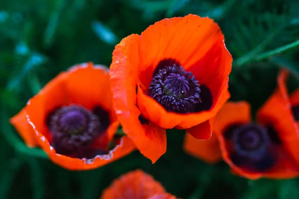 Rode Papaver Bloemen Tuin Bij Zonsondergang Natuurlijke Bloemen Achtergrond Briljante — Stockfoto