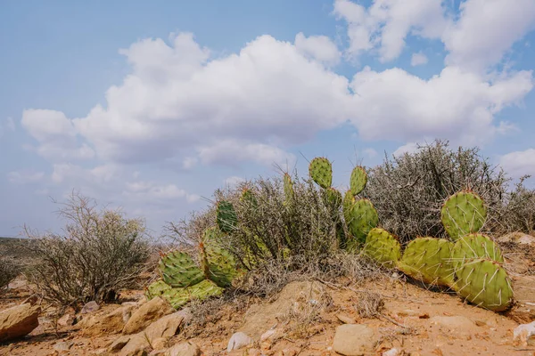 亚利桑那州沙漠中央昂贵的梨树仙人掌 Opuntia属 — 图库照片