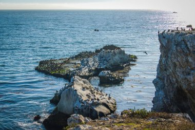 Okyanustaki kayalıklar ve deniz kuşu sürüsü, Pismo Sahili, Kaliforniya Merkez Sahili