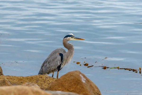 Great Blue Heron on the beach with light blue ocean background. Morro Bay, California