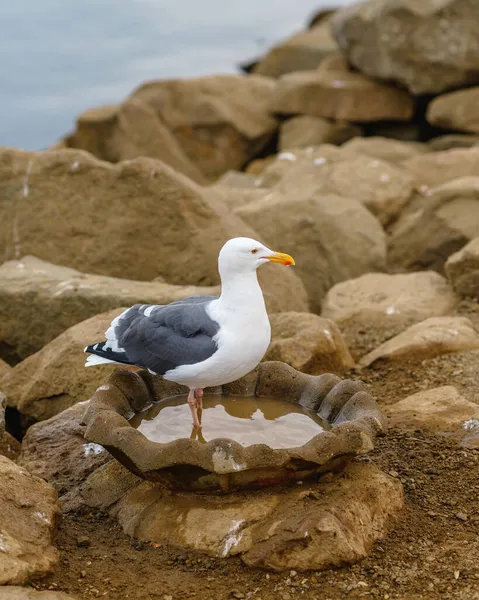 Portrait Mouette Sur Une Plage Rocheuse Port Morro Bay Californie — Photo