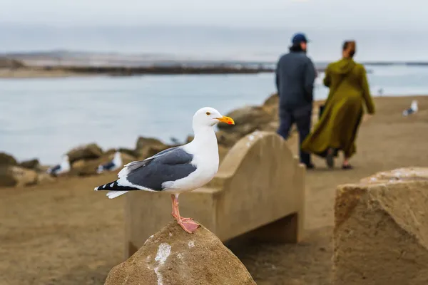 Retrato Gaviota Playa Rocosa Puerto Morro Bay California Central Coast —  Fotos de Stock