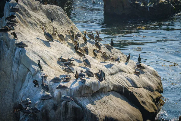 Acantilados Rocosos Océano Bandada Aves Marinas Playa Pismo Costa Central —  Fotos de Stock