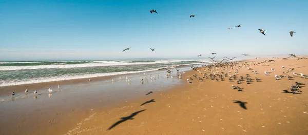 Manada Aves Marinas Playa Costa California Área Salvaje Fondo Azul —  Fotos de Stock