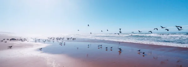 Seelandschaft Hellblauen Und Rosafarbenen Farben Und Scharen Von Seevögeln Strand — Stockfoto