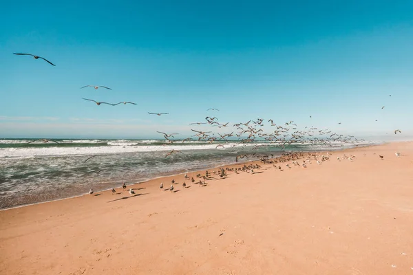 Manada Aves Marinas Playa Costa California Área Salvaje Fondo Azul — Foto de Stock