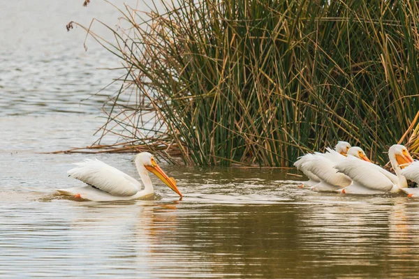 Weiße Amerikanische Pelikane Inmitten Des Oso Flaco Lake Oceano Kalifornien — Stockfoto