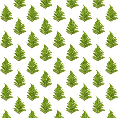 Beyaz arka planda eğreltiotu yaprağı, yaratıcı kare desen, düz uzanma