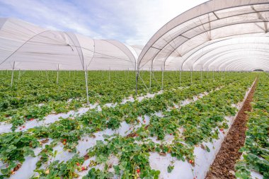 Çilekli kreş. Kaliforniya 'da seralarda çilek yetiştiriyorlar.