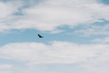 Bulutlu gökyüzü ve uçan bir şahinin silueti. Metin için alanı kopyala