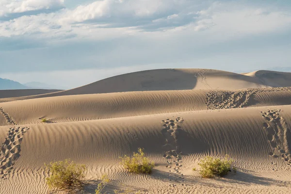 Randonnée Dans Désert Mesquite Flat Sand Dunes Dans Parc National — Photo