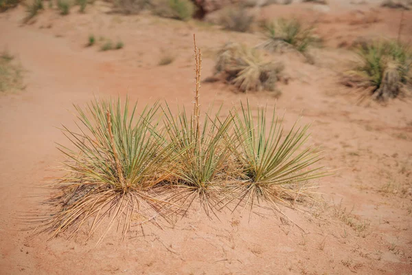 Grandi Pianure Yuccas Nel Deserto Nella Giornata Sole Una Specie — Foto Stock