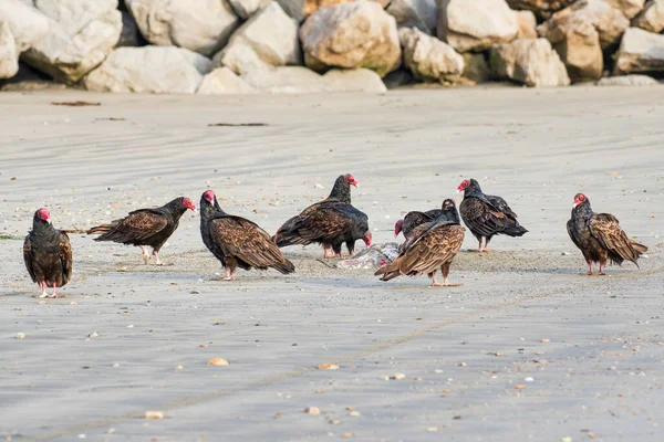 Buitres Pavo Playa Alimentándose Una Carne Animal Muerto Descartada Por —  Fotos de Stock
