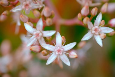 Yeşim bitkisinin küçük pembe-beyaz çiçekleri yaklaşıyor. Güzel bahar çiçekleri, yumuşak renkler