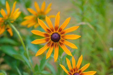 Bahçede çiçek açan siyah gözlü Susan. Yaz çiçekli arka plan. Sarı rudbeckia, yumuşak açık yeşil arkaplan ile yakın çekim