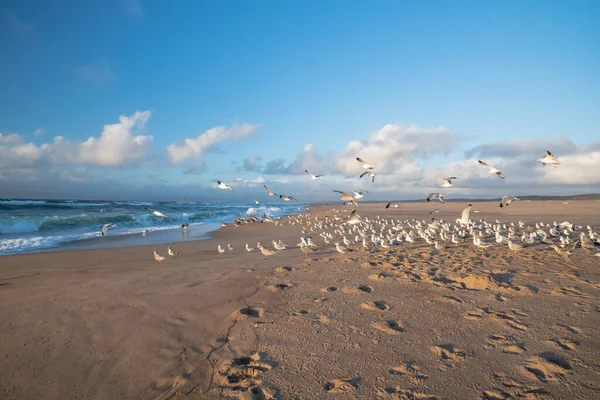 Rebanho Gaivotas Praia Pôr Sol Califórnia — Fotografia de Stock