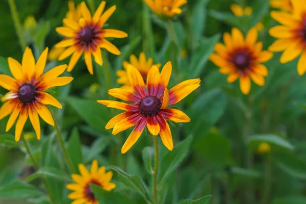 Bahçede çiçek açan siyah gözlü Susan. Yaz çiçekli arka plan. Sarı rudbeckia, yumuşak açık yeşil arkaplan ile yakın çekim