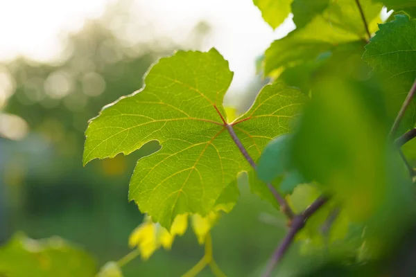 Jovem Videira Verde Comum Folhas Uva Fechar Jardim Início Temporada — Fotografia de Stock